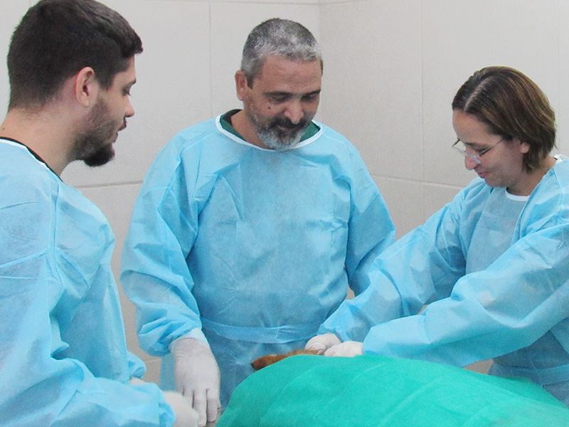 Médicos Veterinários examinando animal